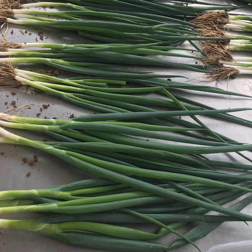 鸿翠园 有机小葱 商品图2