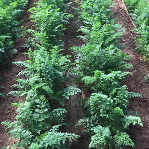 鸿翠园 有机胡萝卜 商品图4