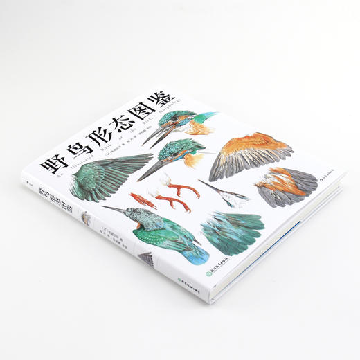 野鸟形态图鉴（关于51种野鸟的翼、足、喙、眼 自然观察者用画笔记录下的飞羽邂逅） 商品图1