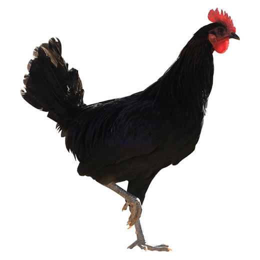 香格里拉尼西鸡 （非活鸡）母鸡-800g  公鸡-900g 商品图2