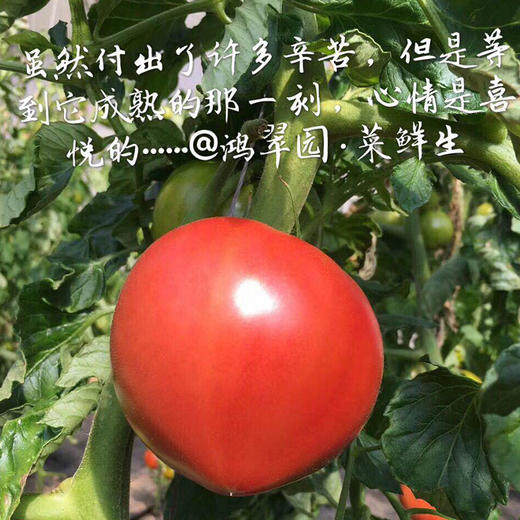 【限量福利29.99元/3斤包邮】鸿翠园 有机西红柿 沙瓤有籽180天自然成熟 商品图1