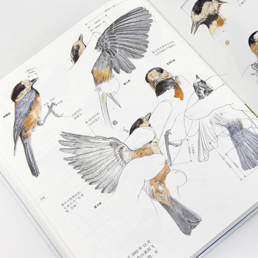 野鸟形态图鉴（关于51种野鸟的翼、足、喙、眼 自然观察者用画笔记录下的飞羽邂逅） 商品图6