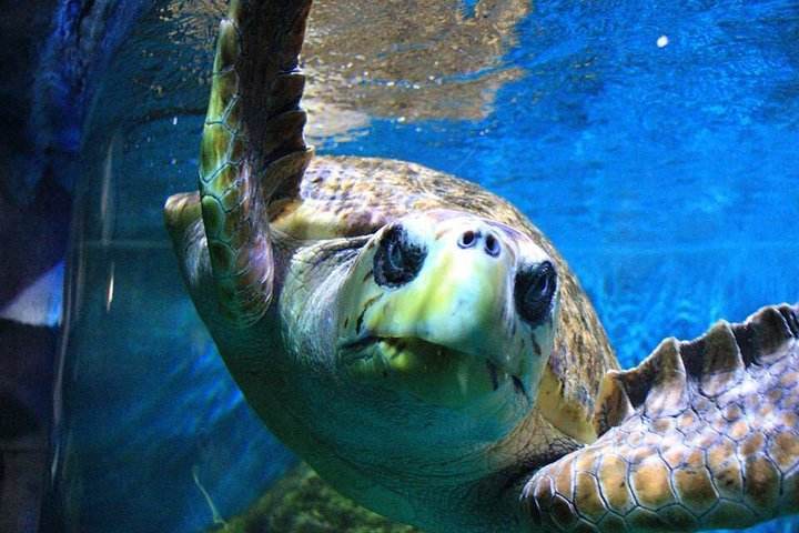 【青岛夏令营1】海底世界 海洋大学 奥帆中心 五四广场 海洋研学8日游