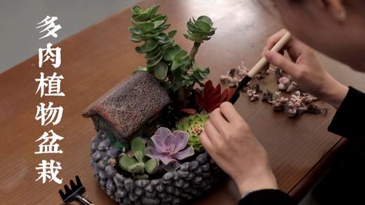 6.多肉花艺盆栽 商品图0