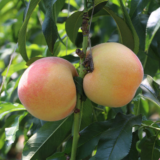 尝鲜啦 羞红黄桃 自然成熟 新鲜水果 农家肥 现摘现发 500g 商品图5