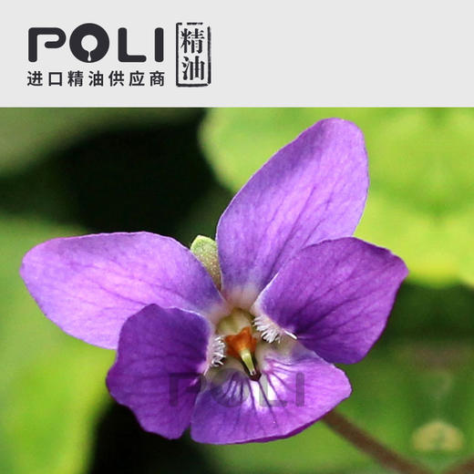 埃及紫罗兰叶精油净油