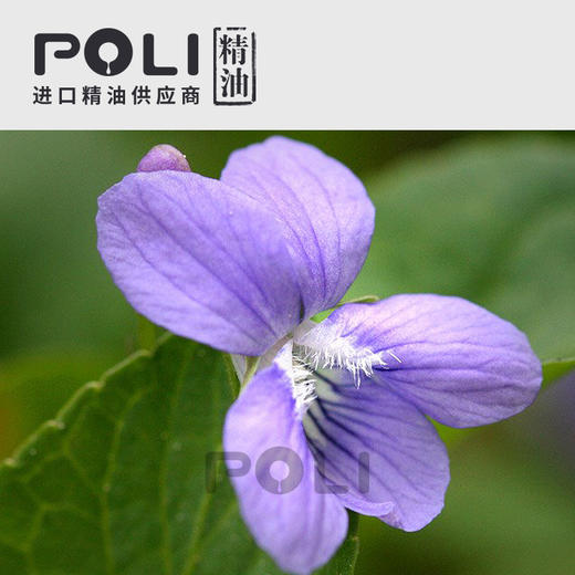 埃及紫罗兰叶精油净油