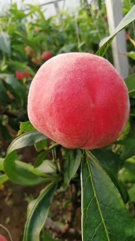 桃太郎 商品图2