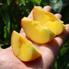 尝鲜啦 羞红黄桃 自然成熟 新鲜水果 农家肥 现摘现发 500g 商品缩略图2