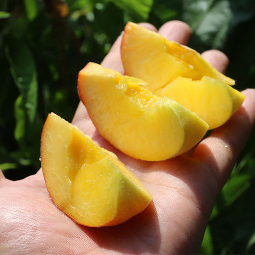 尝鲜啦 羞红黄桃 自然成熟 新鲜水果 农家肥 现摘现发 500g 商品图2