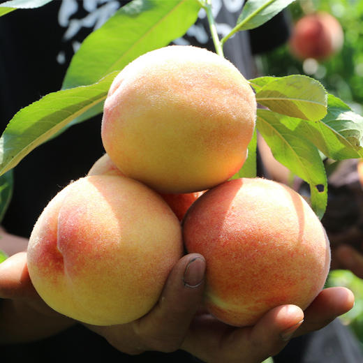 尝鲜啦 羞红黄桃 自然成熟 新鲜水果 农家肥 现摘现发 500g 商品图1