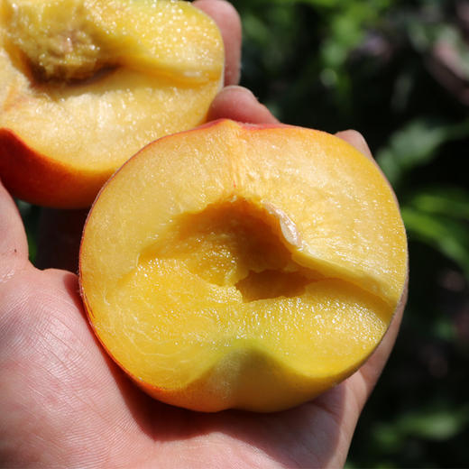 尝鲜啦 羞红黄桃 自然成熟 新鲜水果 农家肥 现摘现发 500g 商品图3