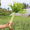 每日现摘  农家绿莴笋  莴苣  青笋  肉质脆嫩  清香爽口 500g 商品缩略图2