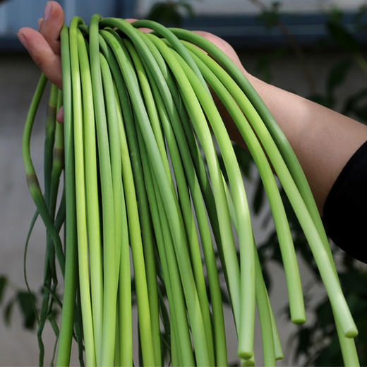 每日现摘密农人家新鲜蒜苔蒜毫蒜薹鲜嫩味浓400g