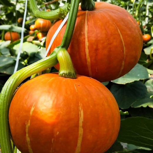 凤归巢福禄金瓜红皮南瓜约3斤个全国包邮偏远除外