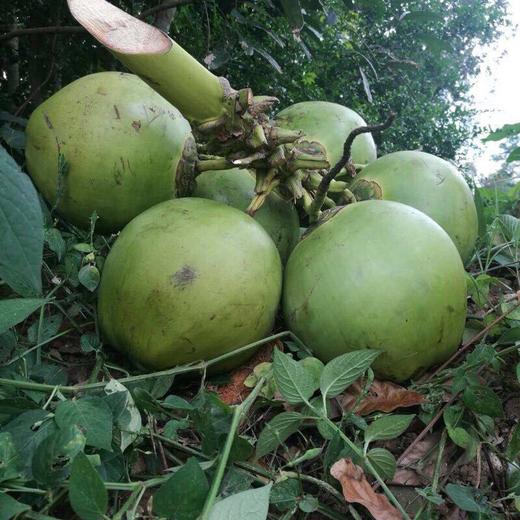 新鲜海南青皮椰子5/10个包邮 椰汁椰肉适合孕妇小孩老人食用!