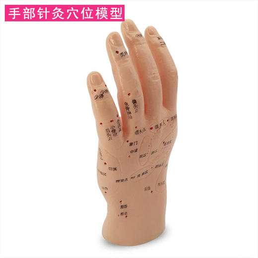 手部针灸模型 穴位精准 商品图0