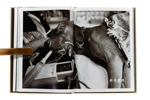 Sean Ellis – Kubrick The Dog/尚恩·埃利斯—库布里克 狗 商品图4