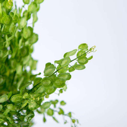 翠扇若干枝一扎 商品图0