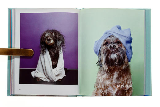 Wet Dog / 淋湿的狗 商品图4