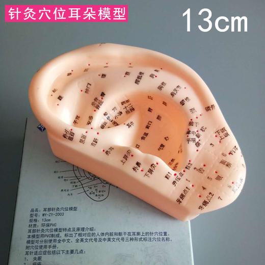 耳部针灸模型 穴位精准 商品图2