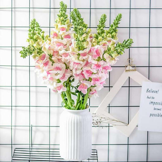 金鱼草10枝一扎 商品图1