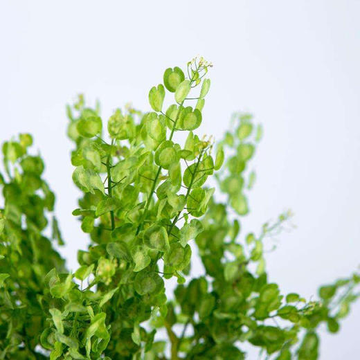 翠扇若干枝一扎 商品图1