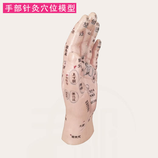 手部针灸模型 穴位精准 商品图2