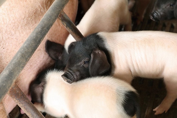 上海致真有心两头乌粽子——礼盒装 150g/只*8 梦幻两头乌猪肉 高杆