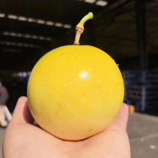黄金百香果🎁 空运黄金百香果，维c你的世界，甜蜜你的生活，无需泡水，可以空口吃，一只不过瘾可以多来几只。 商品图5