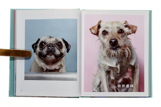 Wet Dog / 淋湿的狗 商品图2