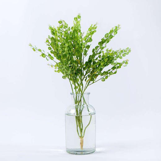 翠扇若干枝一扎 商品图2