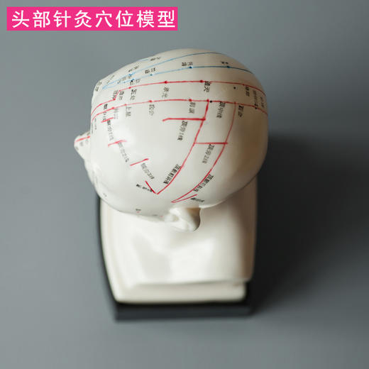 头部针灸模型 穴位精准 商品图2
