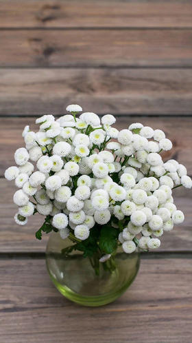 白色小雏菊5枝一扎