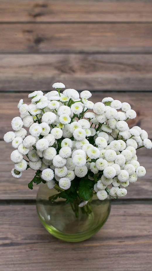 白色小雏菊5枝一扎 商品图0