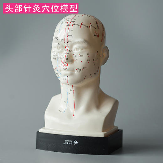 头部针灸模型 穴位精准 商品图0