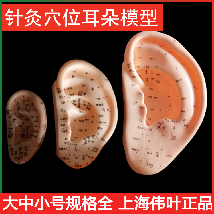耳部针灸模型 穴位精准