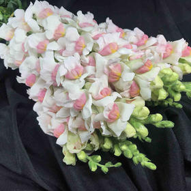 金鱼草10枝一扎