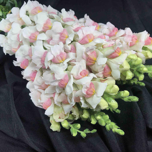 金鱼草10枝一扎 商品图0