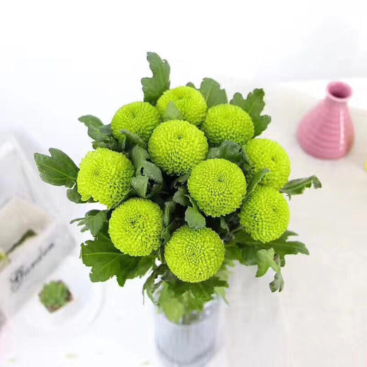 绿色乒乓菊5枝一扎 商品图0