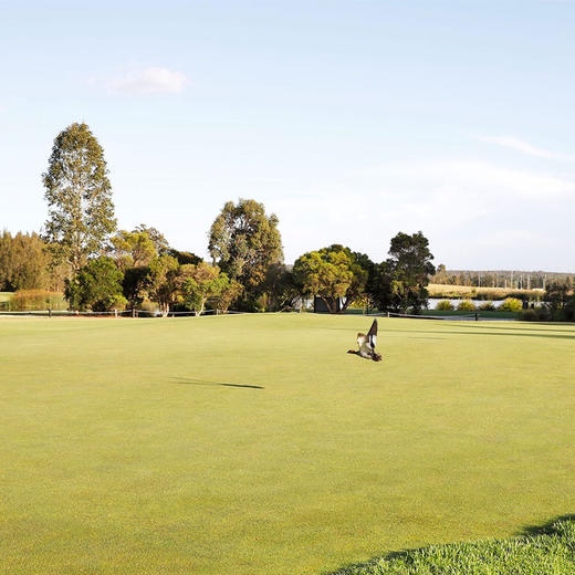 温缇吉高尔夫俱乐部  The Vintage Golf Club| 澳大利亚高尔夫球场 俱乐部 商品图5