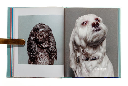 Wet Dog / 淋湿的狗 商品图3