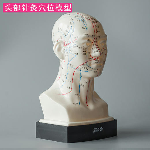 头部针灸模型 穴位精准 商品图3