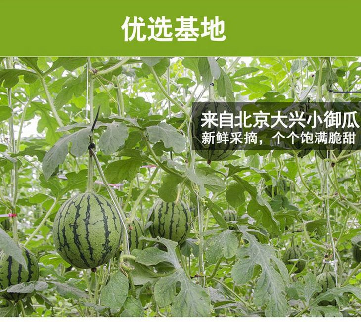 魔雷西瓜1粒装头茬瓜甜度高脆爽