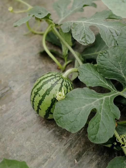 金山小皇冠 商品图2