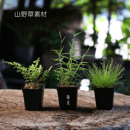 植觉 山野草素材 文玩摆件绿植室内盆栽庭院阳台趣味盆栽 植觉家