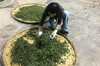 2023年磨烈古树茶纯料私人高端定制1000元/公斤 商品缩略图2