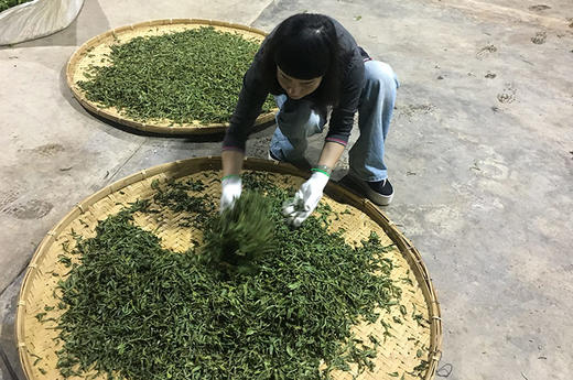 2023年磨烈古树茶纯料私人高端定制1000元/公斤 商品图2