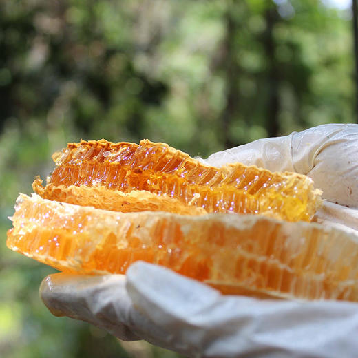 yn云南西双版纳原始森林现割野中华蜂土蜂蜜