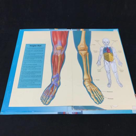 3d人体解剖立体书精装8开